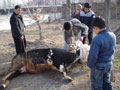 ?Kurban Hizmetleri Komisyonu? topland�