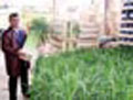 Hasat erken yap�ld�