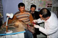 Yaral� karaca tedavi alt�na al�nd� 