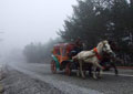 Abant yine g�zde