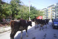 �ehri inekler bast�!
