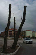 A�a�lar budan�yor