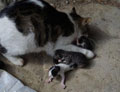 D�rt ba�l� kedi