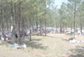 K�br�sc�k?ta 7. bahar �enli�i