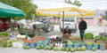Domates ve fasulye ?u�tu?