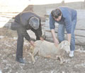 Hayvan �l�mleri devam ediyor