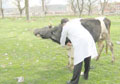 Gerede?de �ap pani�i