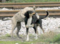 Kuduz g�n�
