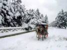 Abant’ta s�mestre bereketi 