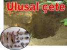 Ulusal �ete