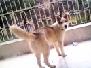 K�pek h�rs�zlar�