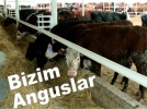 Bolu Angusu pek sevdi