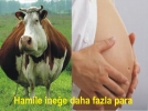 Hamile ine�e daha fazla para
