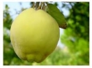 Mart’�n zam �ampiyonu AYVA
