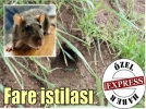 Fare istilas�