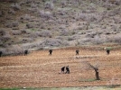 Tunceli de b�y�k operasyon
