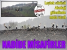 Nadide misafirler