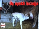 ��ayakl� buza��