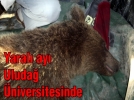 Yaral� ay� Uluda� �niversitesinde