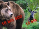 Avlay�n da g�relim