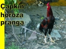 �apk�n horoz
