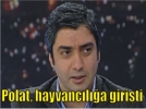 Polat, hayvanc�l��a giri�ti