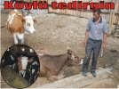 K�yl� tedirgin