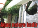 A�a� nelere kadir