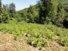 Bolu’nun ormanlar� gen�le�iyor