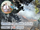Ormanlar�m�z dikkatsizlik sonucu yok oluyor
