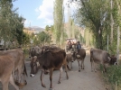 Yayla d�n��leri ba�lad�