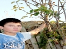 Yapra��n� d�kmeden tekrar �i�ek a�t�