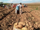 350 bin ton patates �retilecek
