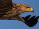 �ah kartallar�n evini buldular