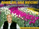 LALE (Tulipa L.)