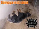 D�nyaya rezil olduk