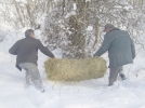Mengen O�M hayvanlar� yemledi