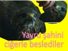 Yavru �ahin �zzet Baysal Caddesine d��t�