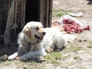 K�yl�ler bize bela okuyor
