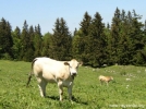 Kad�nlar birbirine girdi!