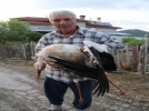 Elektrik �arpan leylek telef oldu
