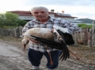 Mudurnu�daki leylek �l�m� diplomatik krize yol a�t�
