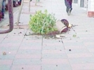 Balkondan at�lan saks� yaralad�