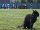 Kara kedi girdi