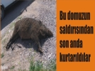 Yaral� domuz pani�e neden oldu