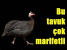 Bu tavuklar 400 gr kene topluyor