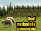 Hayvanlar�n� kent merkezinde otlatanlara ceza