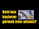 Bolu�nun ku�lar�n� g�rmek ister misiniz?