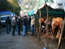 Hayvan pazar�nda yumruklar konu�tu