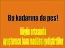 Jandarmadan hint keneviri operasyonu